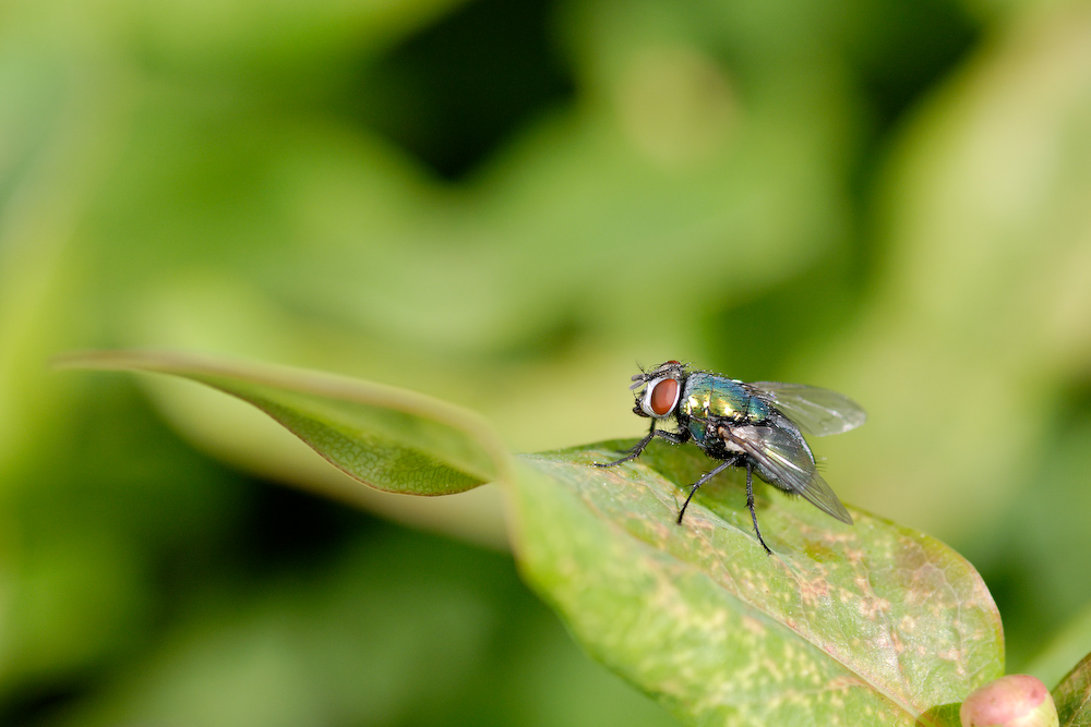 The Fly