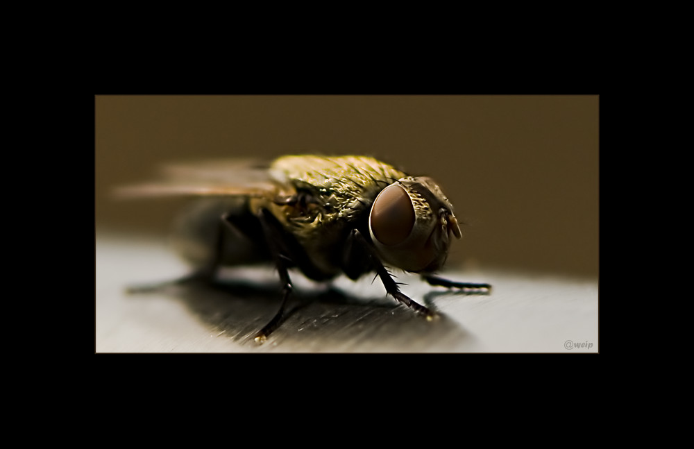 The Fly I