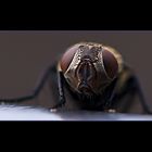 The Fly II