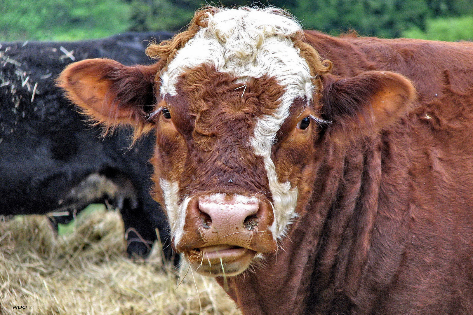 The Fly on the Cow in the Field on Saltspring Island