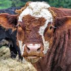 The Fly on the Cow in the Field on Saltspring Island