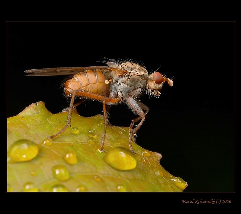 The fly only:o)