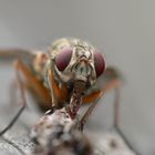 The fly (part three) - Eating Part