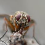 The fly (part three) - Eating Part