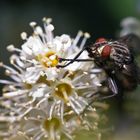 The Fly - Schau mir in die Augen Kleines!