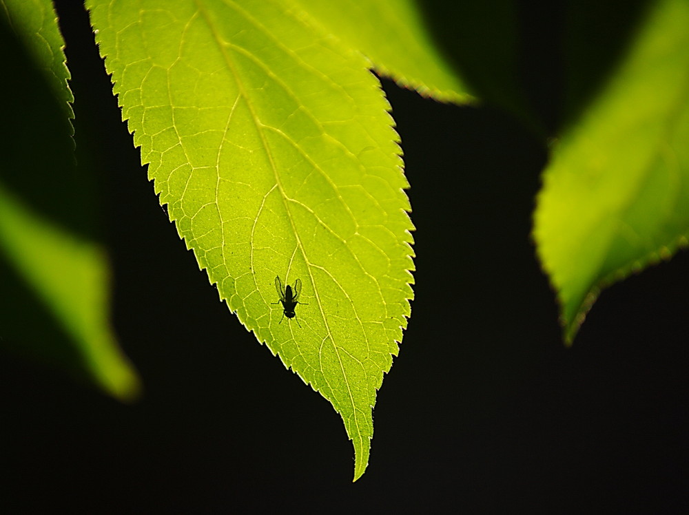 THE FLY SHADOW