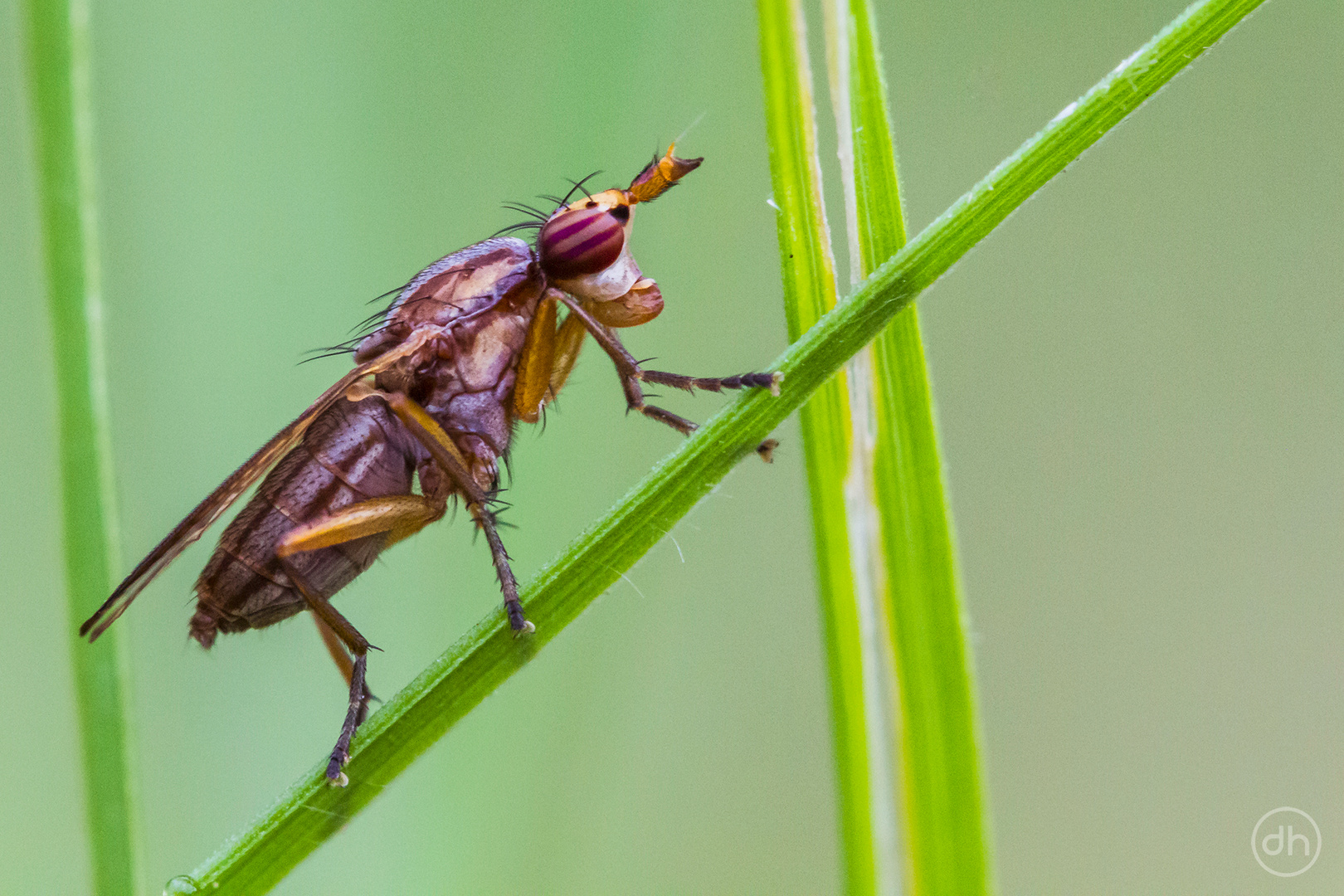 the fly with the eyes