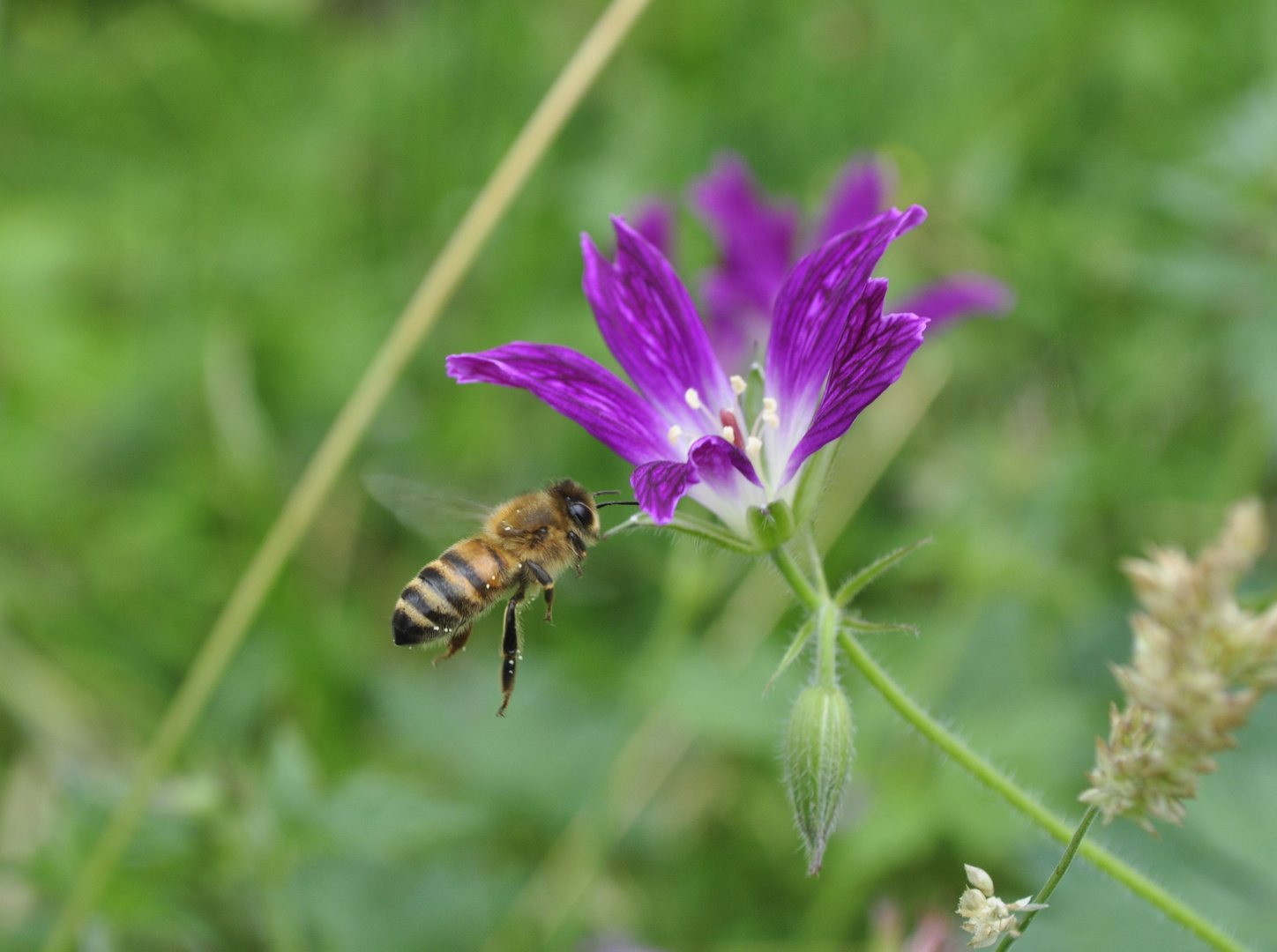 The flying bee