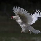 The Flying Chicken