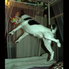 the flying dog...