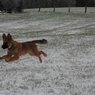 The flying dog