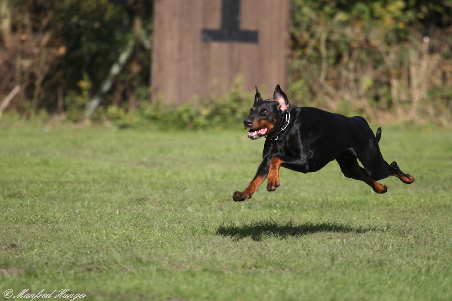 The flying dog :-))