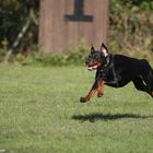 The flying dog :-))