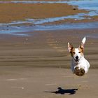 The Flying dog, the strange case of the dog who jumped over his shadow