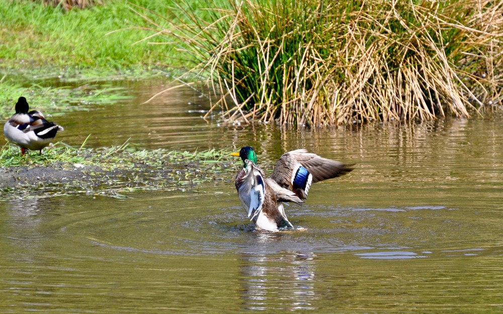 The flying Duck