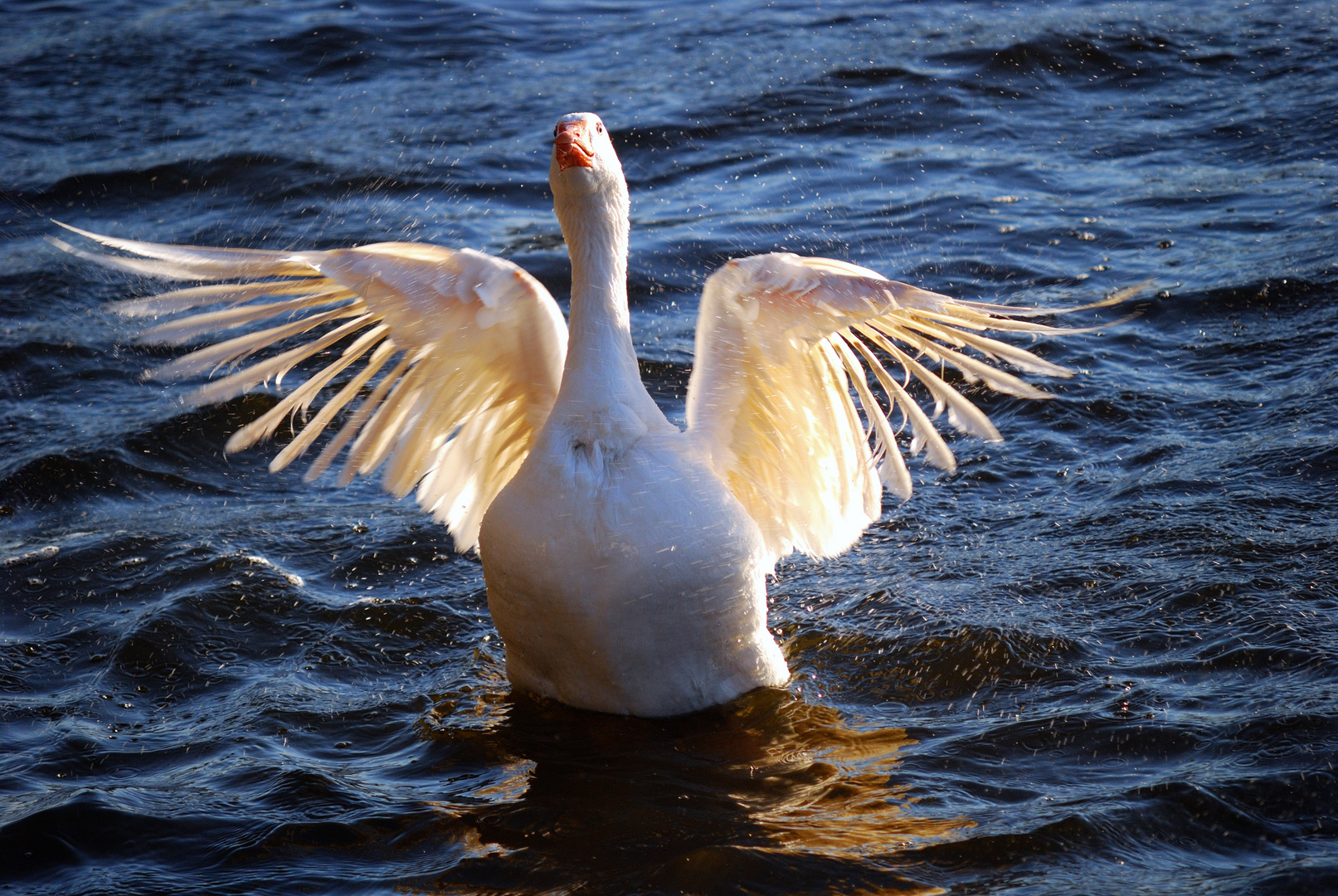 The flying "Duck"man...