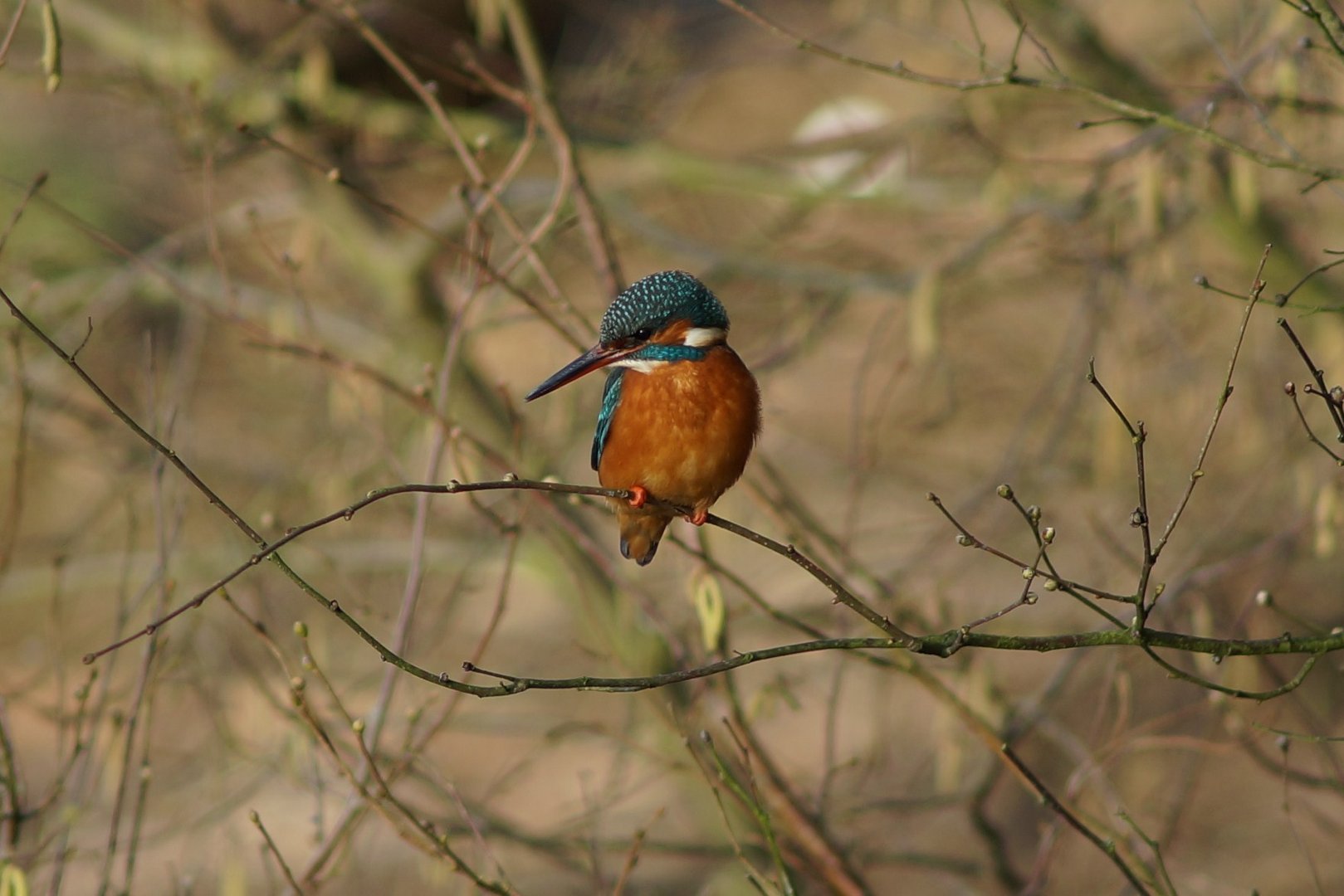 THE FLYING EMERALD... 