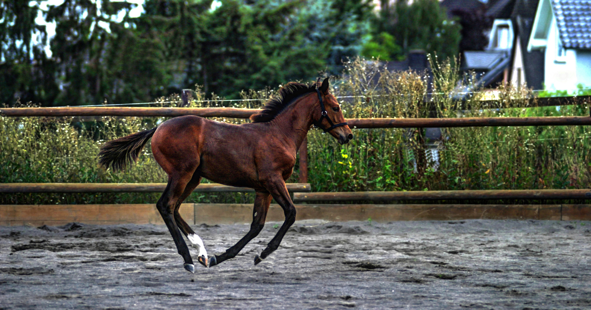 [ the flying foal ]