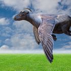 The flying goat