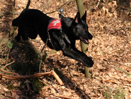 The flying Kelpie