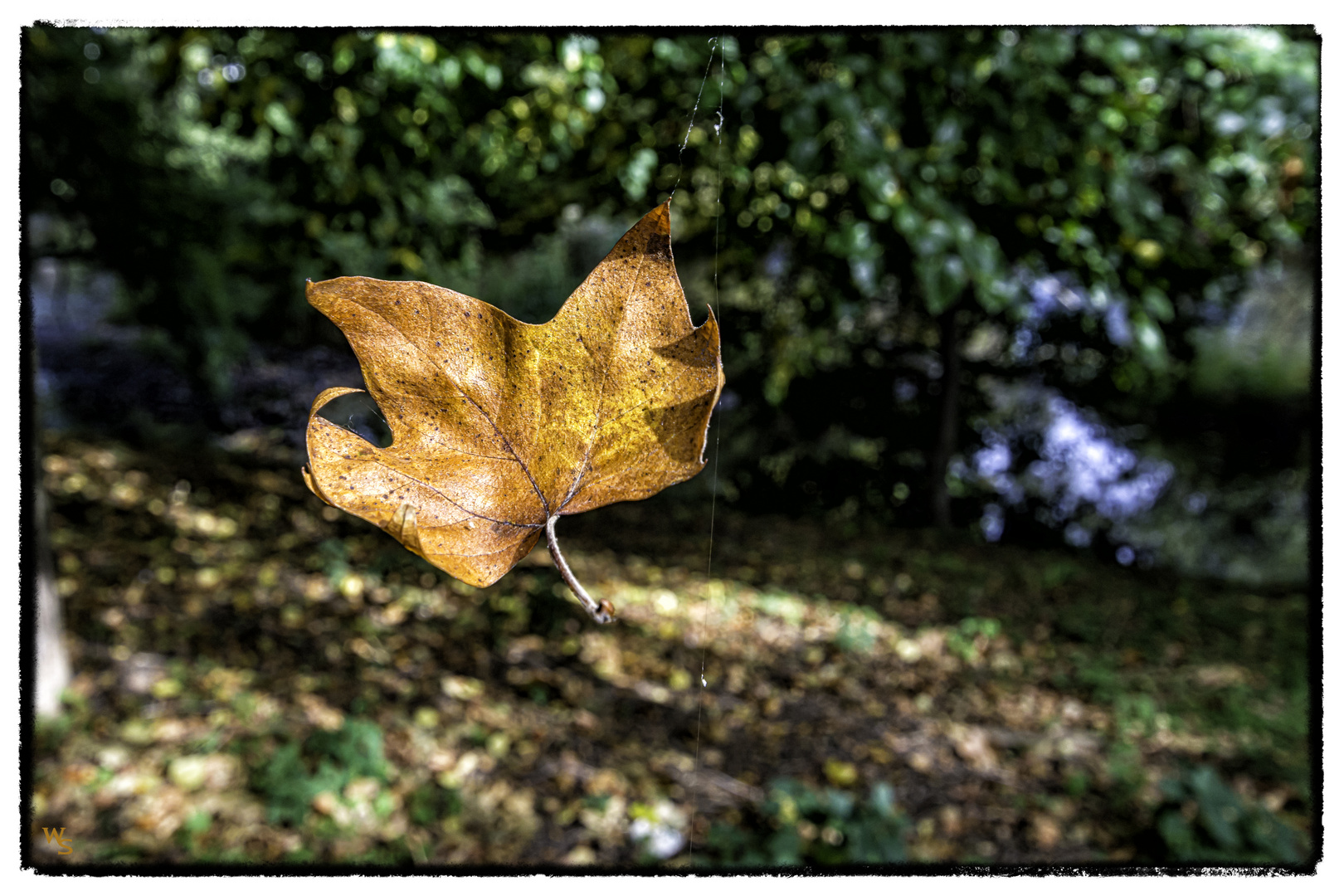 the flying leaf