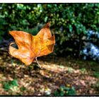 the flying leaf