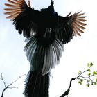 The Flying Peacock - The Original