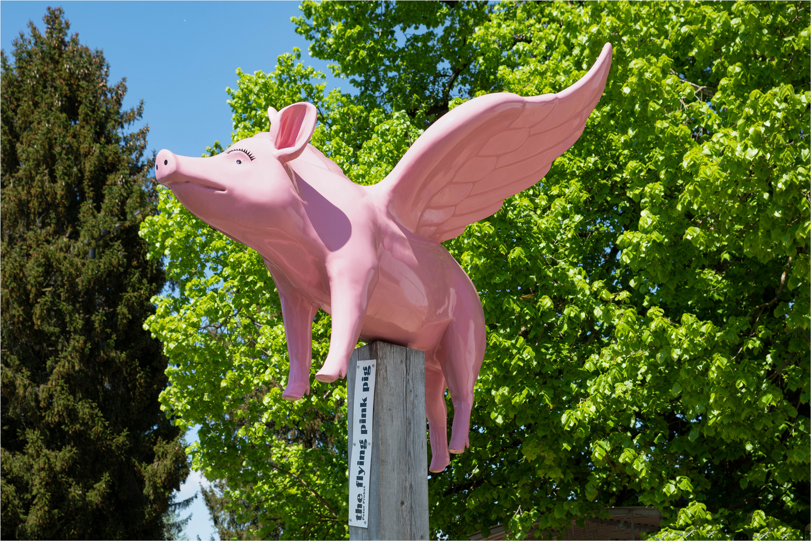 "the flying pink pig"