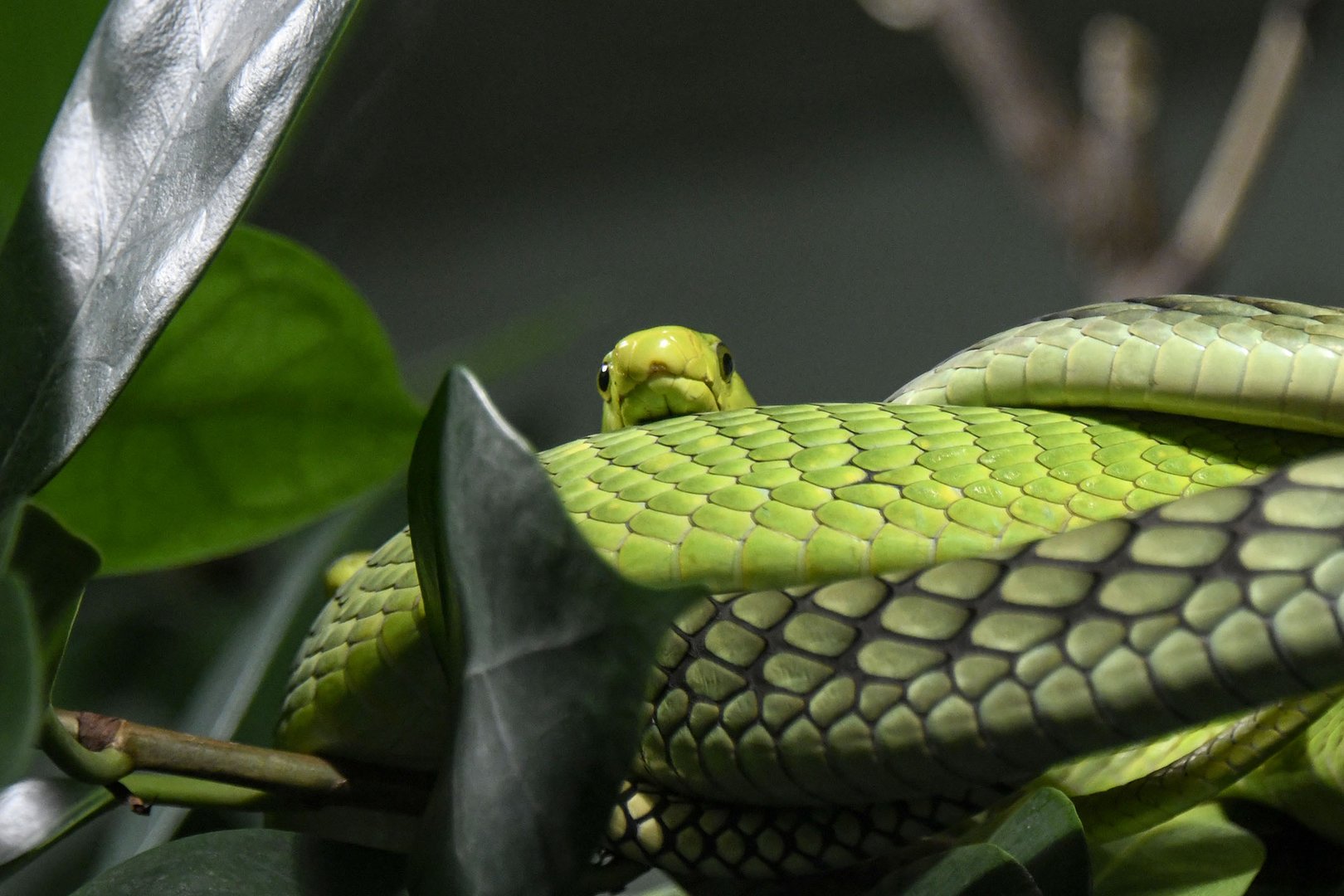 "the flying snake or gliding snake"