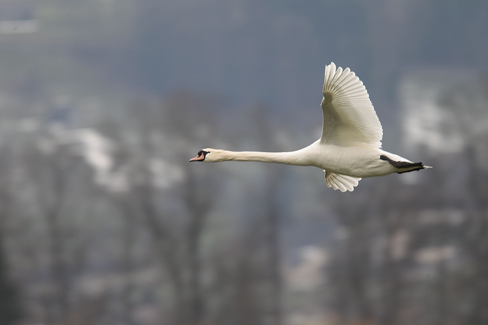 The flying swan