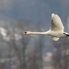 The flying swan