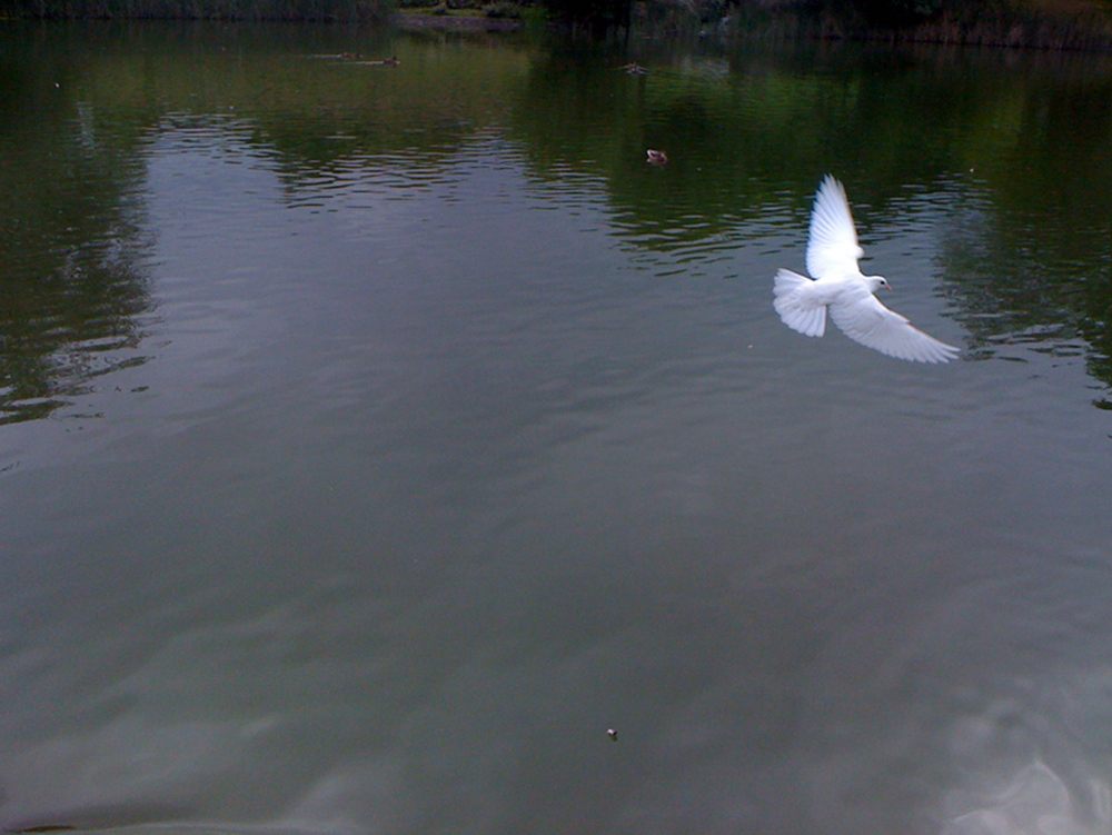 The flying white pigeon