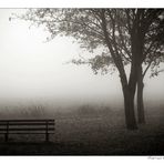 [ the fog ]