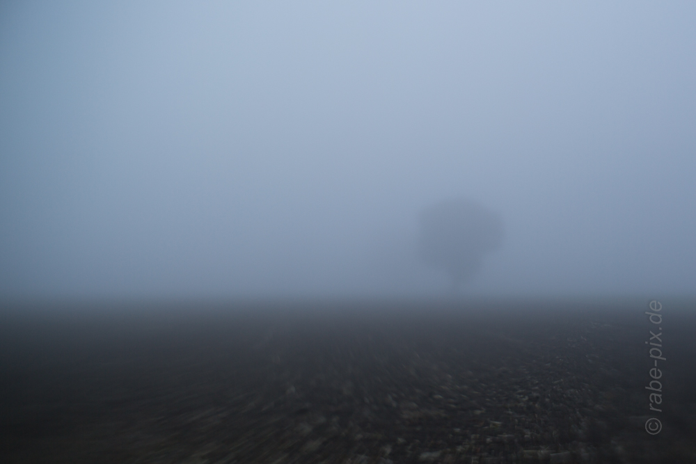 The fog