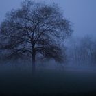 the fog and the tree