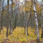 The Fog - Farben und Nebel