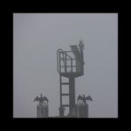 The Fog - Nebel des Grau(en)s II - Die Geier warten schon