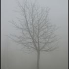 The Fogg