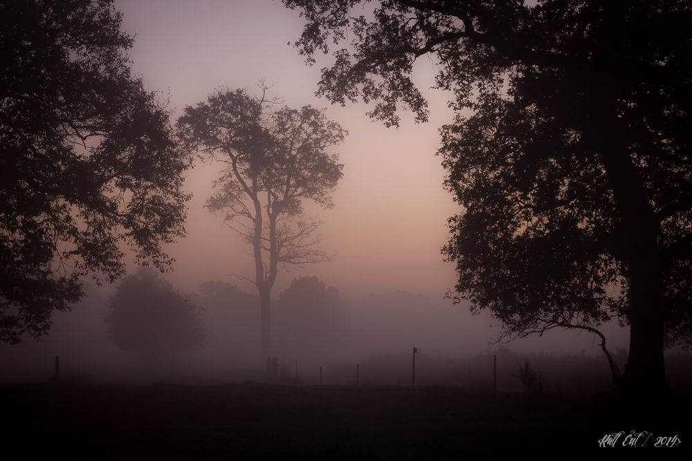 ...The foggy path...