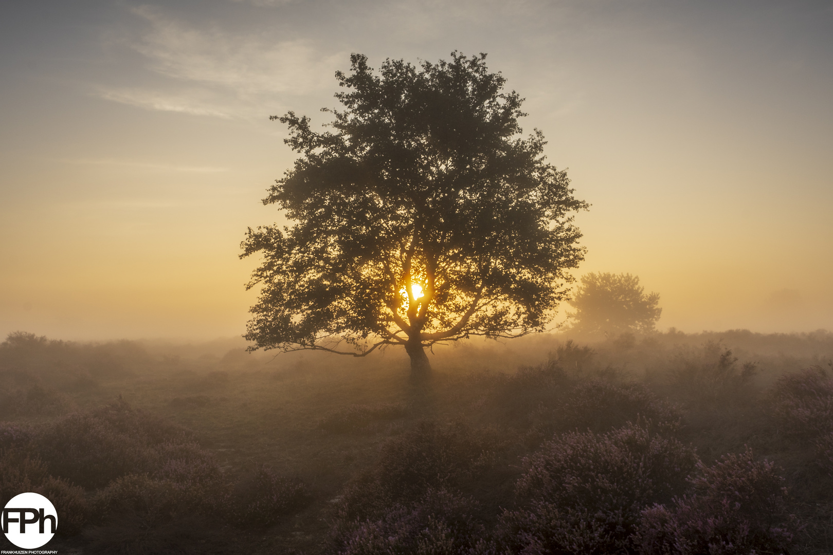 The Foggy Tree