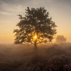 The Foggy Tree