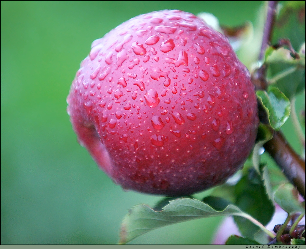 The forbidden fruit (in one country)