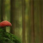 The forest and the mushroom.....