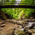 The Forest Bridge