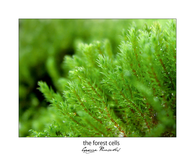 The forest cells