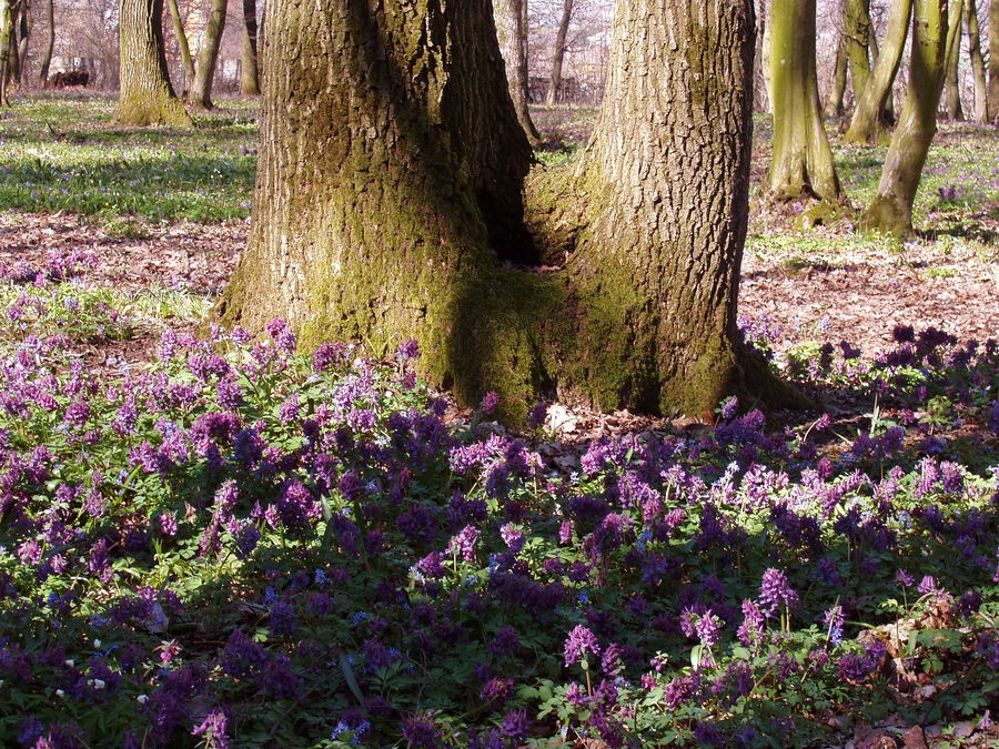 The forest in springtime