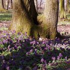 The forest in springtime