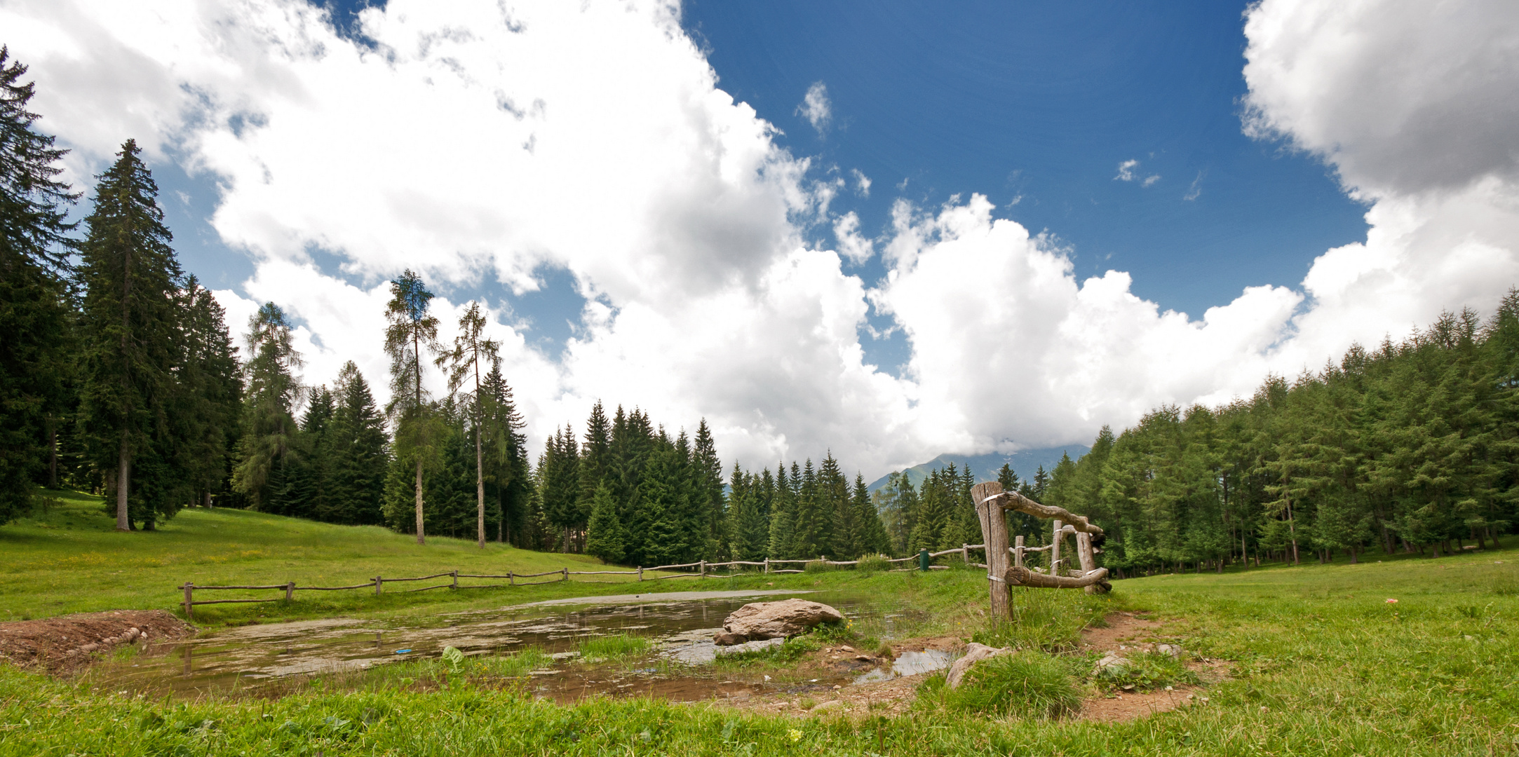 The forest in the upland