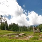 The forest in the upland