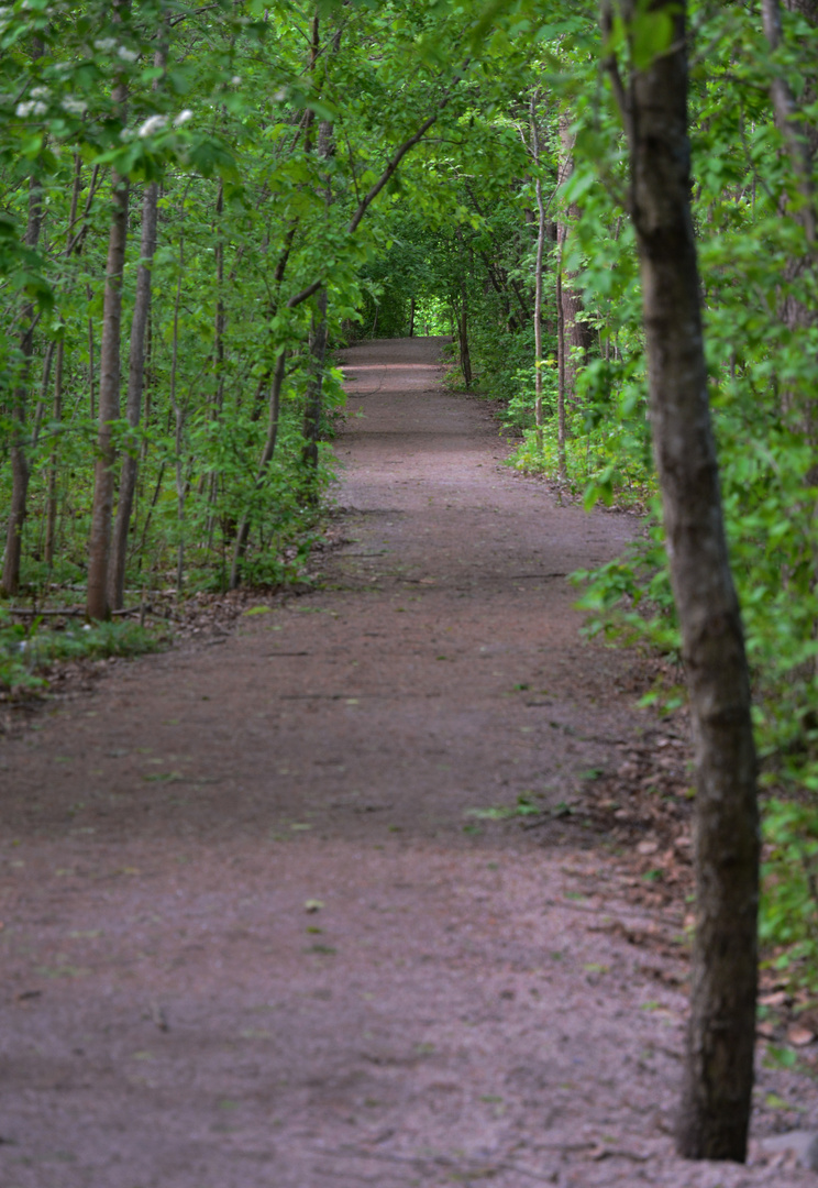 The forest way on Tali